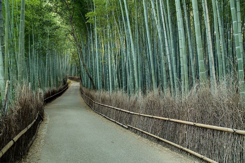 嵐山の竹林