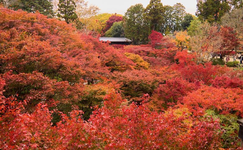 Autumn maples at Tofuku-ji, Kyoto