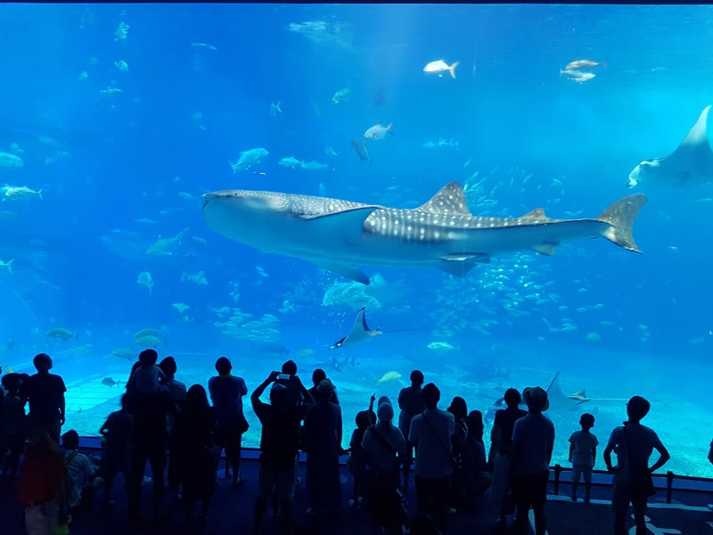 沖縄美ら海水族館