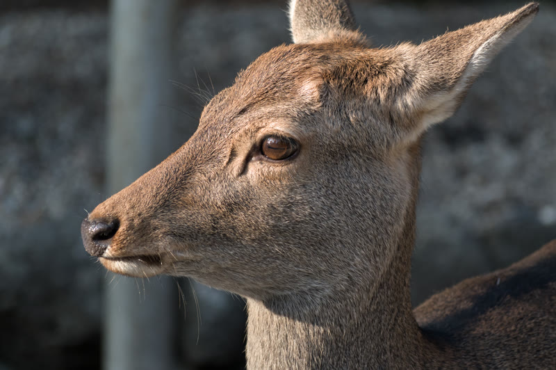The deer of Nara Park