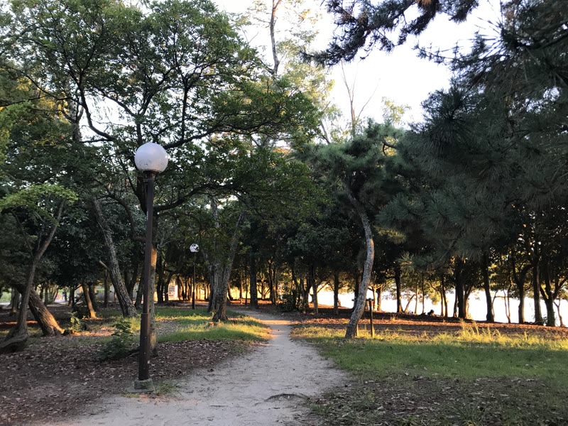 A wooded path beside the lake in Ohori Park, Fukuoka
